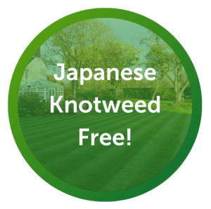 no knotweed