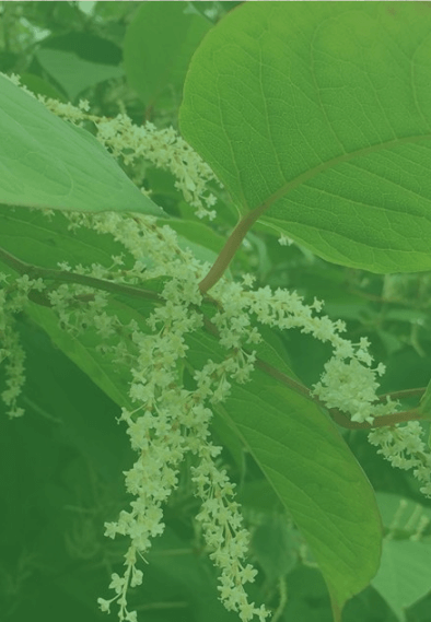 Japanese Knotweed Identification – 2024 Guide - Contact Us!