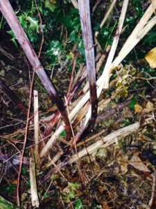 knotweed removal in Gwynedd