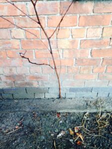 Japanese Knotweed Removal In Powys