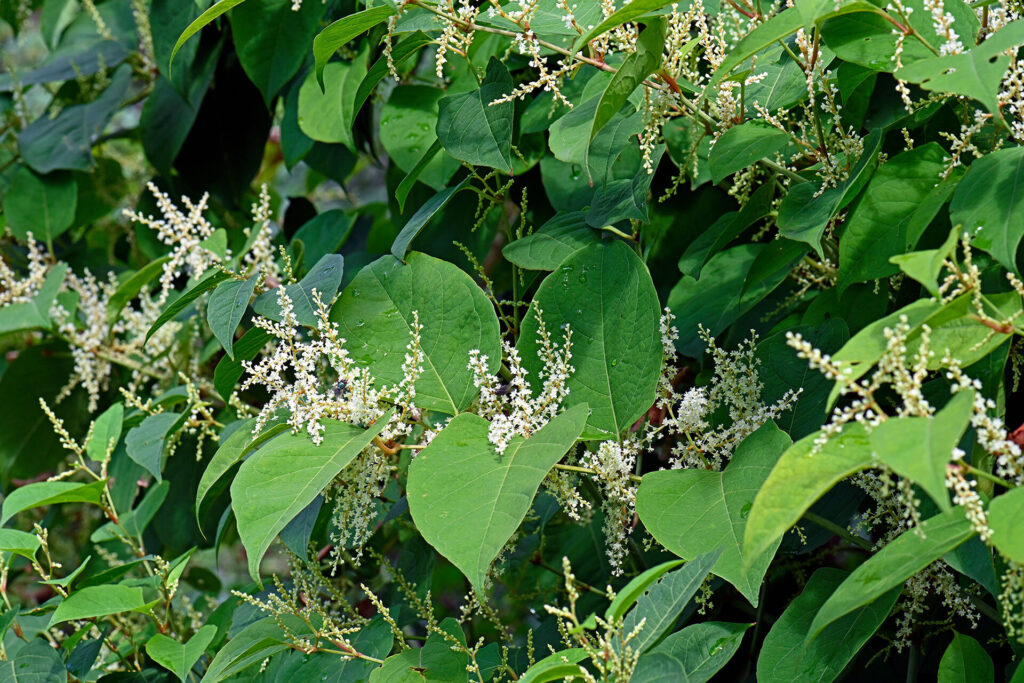 Japanese Knotweed in Rochdale