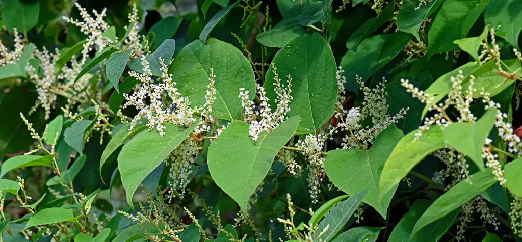 getting rid of japanese knotweed