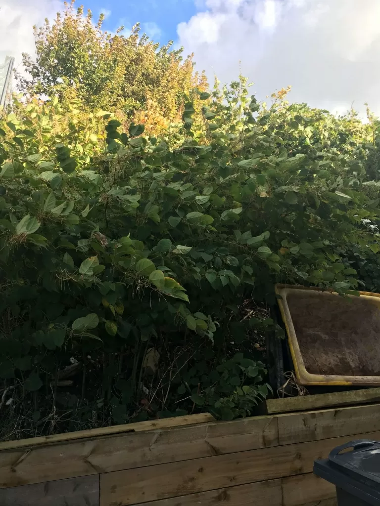 japanese knotweed in bath