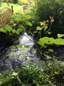 removing japanese knotweed