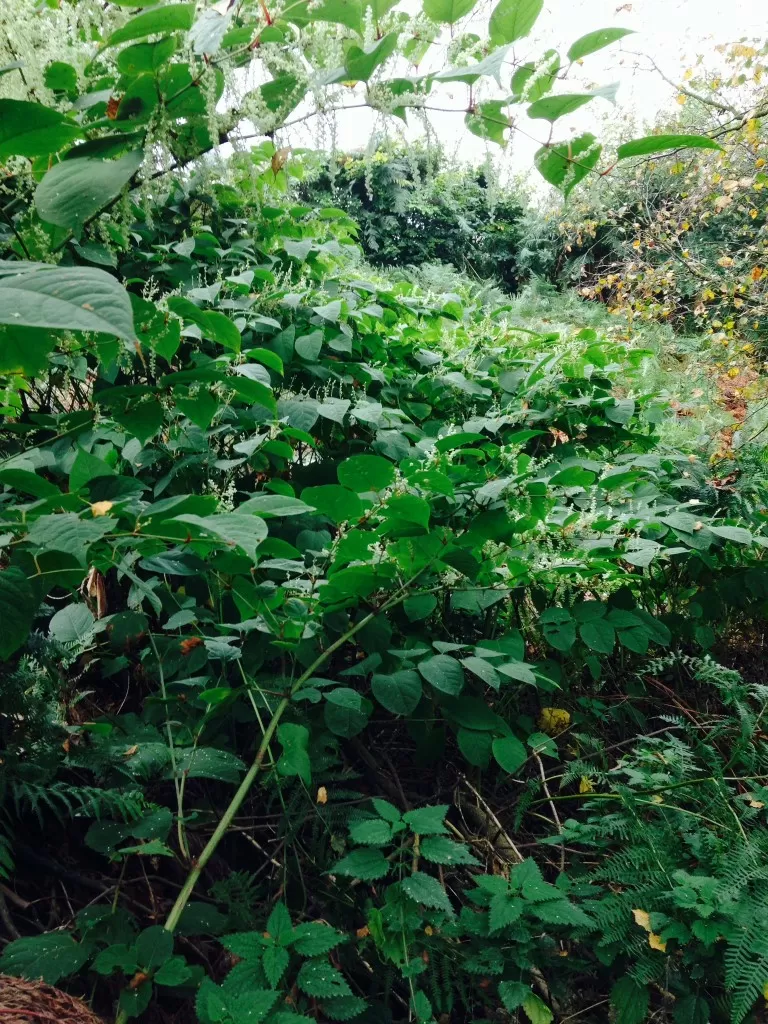 Japanese Knotweed Survey