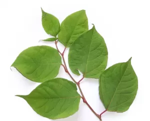 what is japanese knotweed