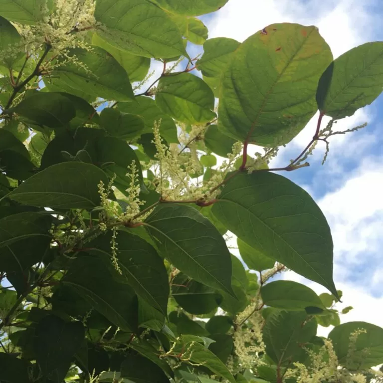 Knotweed Removal in Stockport