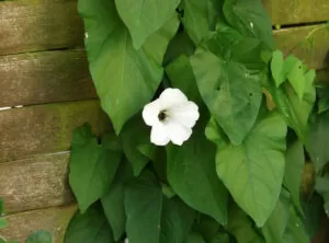 Bind weed example