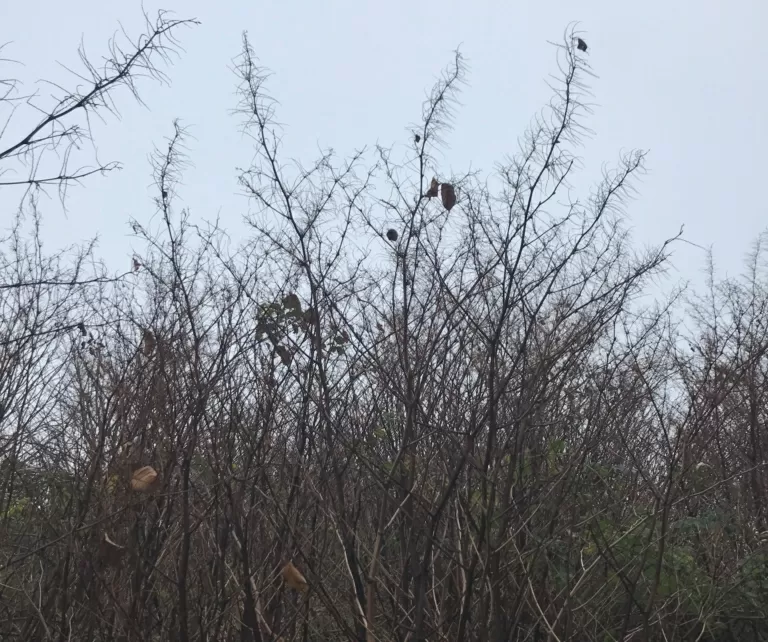 Japanese Knotweed In Winter