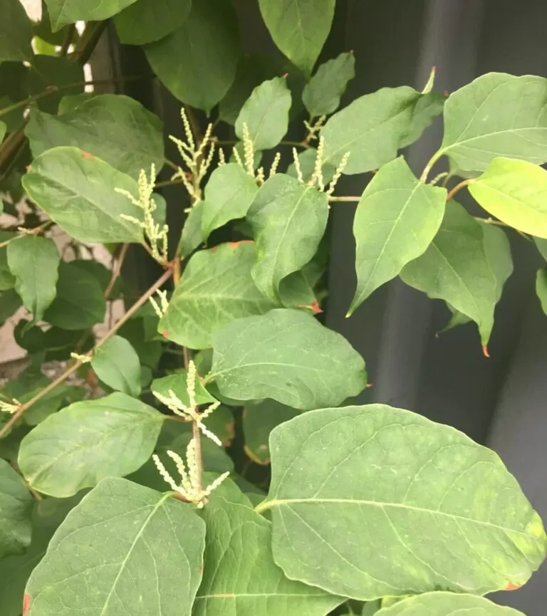 Japanese Knotweed FAQs