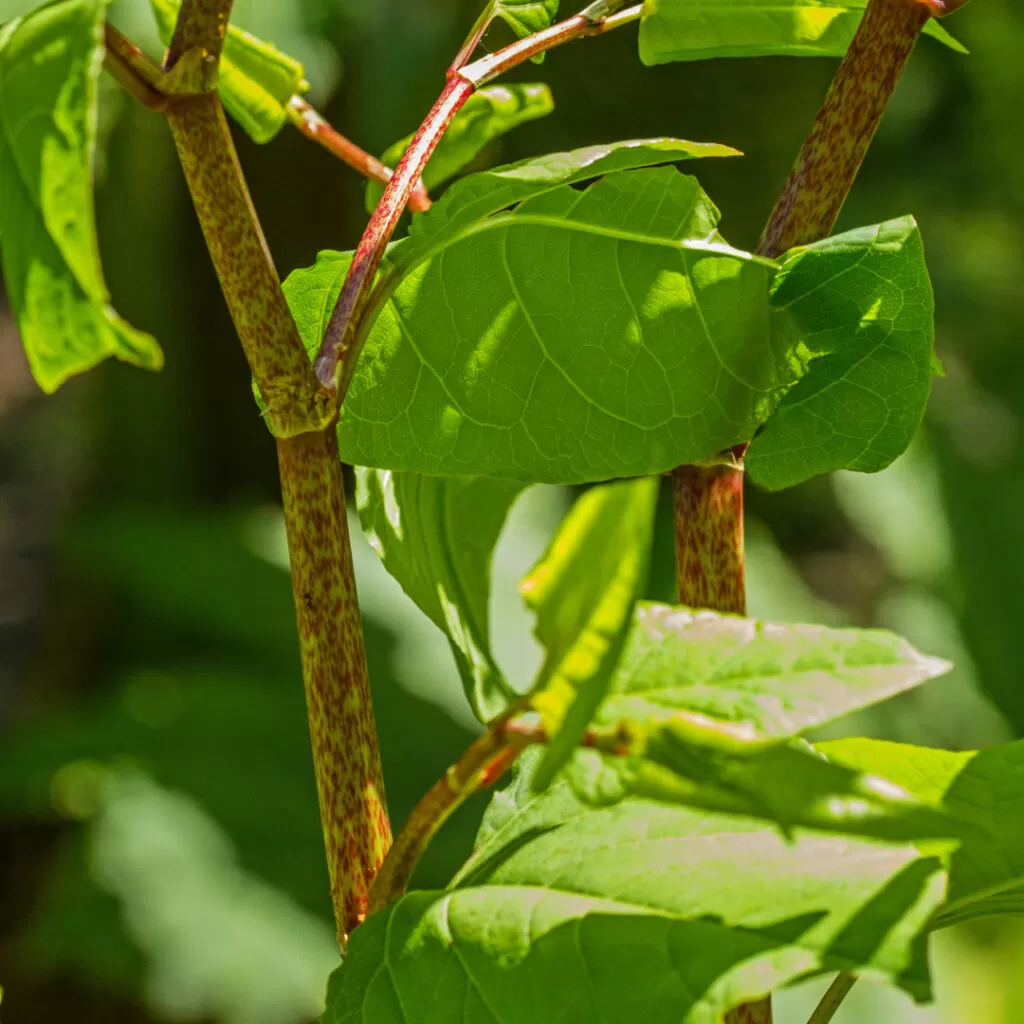 treating Japanese knotweed