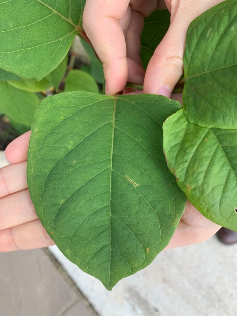 Reynoutria Japonica Leaf