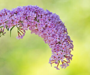 Buddleia is another invasive weed