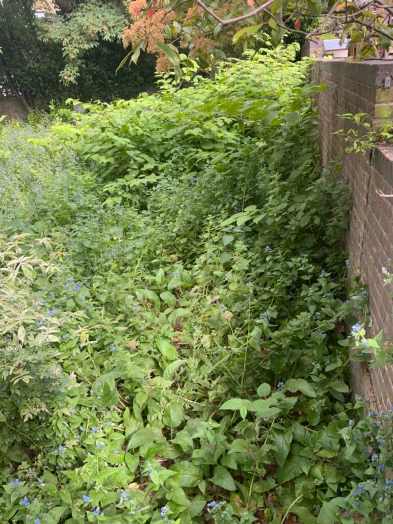 Japanese Knotweed in Notting Hill