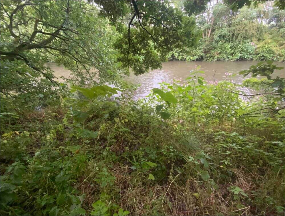 Japanese Knotweed in Bury