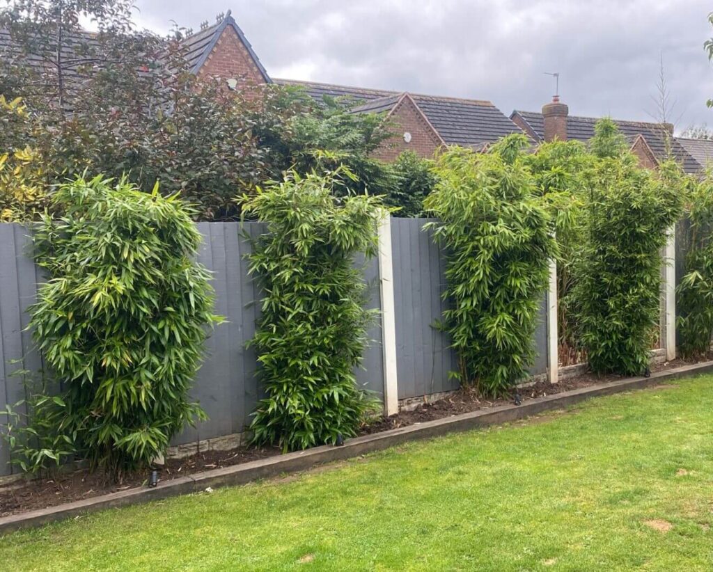 bamboo removal in Cannock