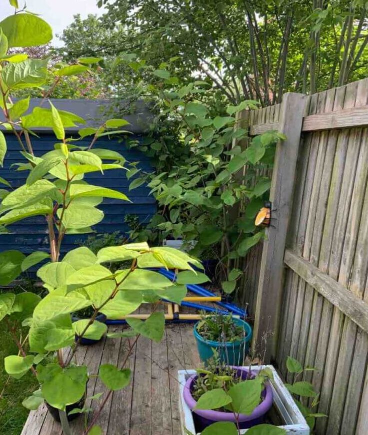 Japanese Knotweed in Old Trafford