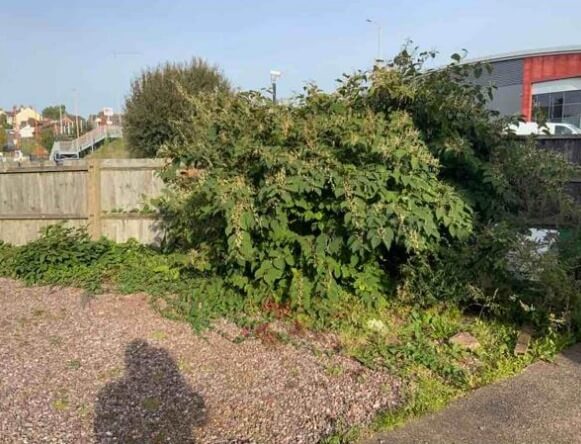 Japanese Knotweed in Altringham