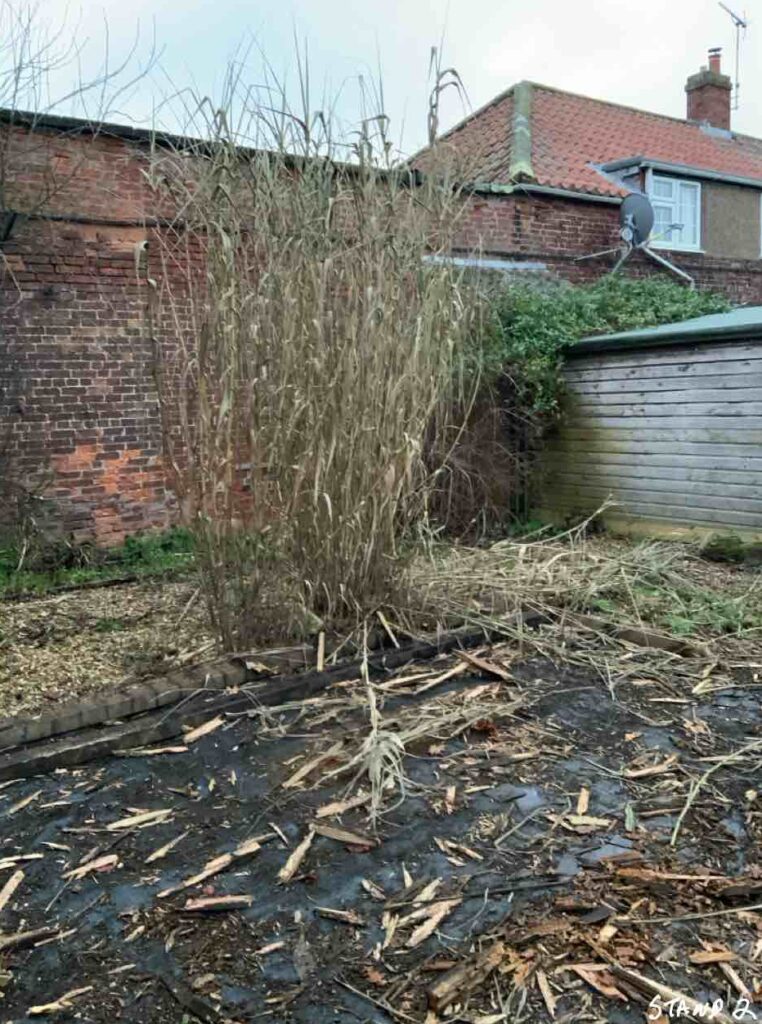 bamboo removal in Nottinghamshire