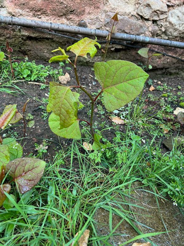 Japanese Knotweed in Exeter