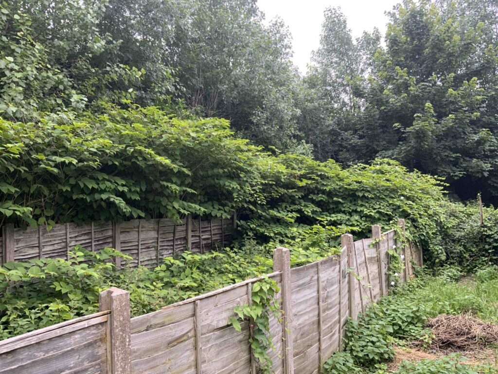 Knotweed Removal in Willenhall