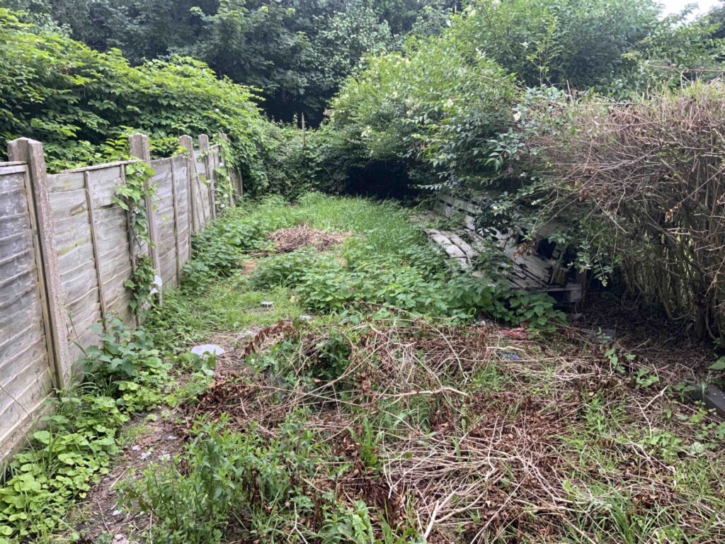 Knotweed Removal in Willenhall