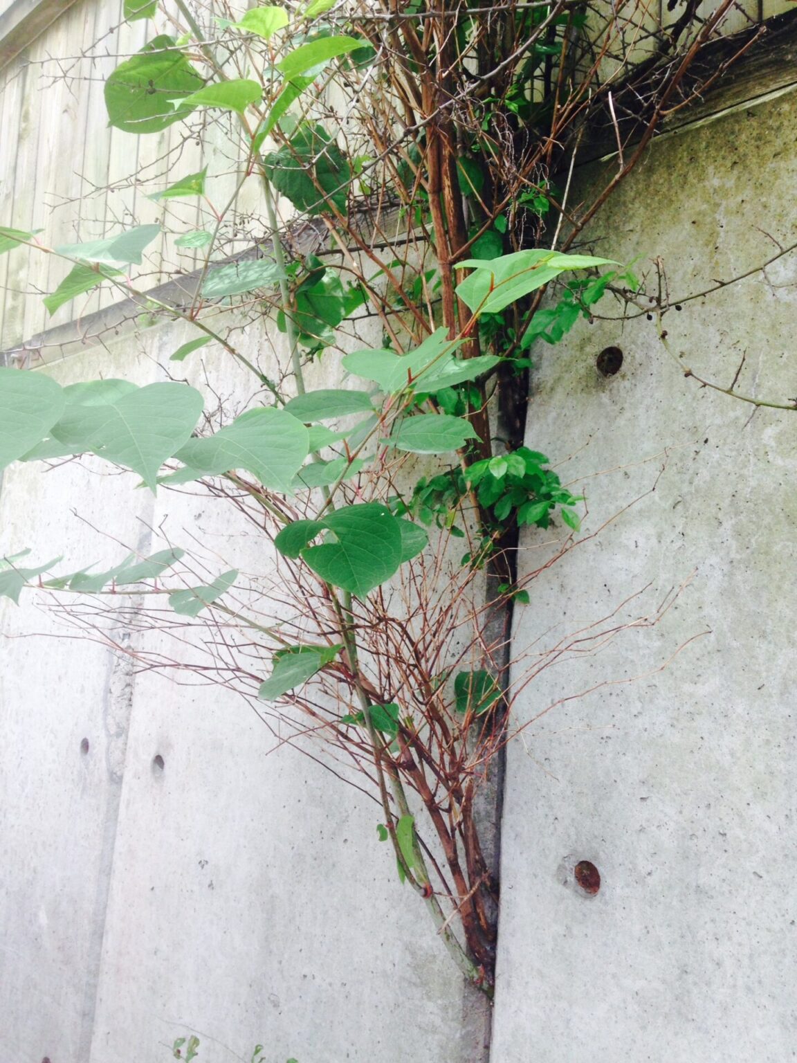 Japanese Knotweed in London