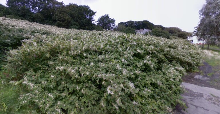 Knotweed Surveyor in Swansea