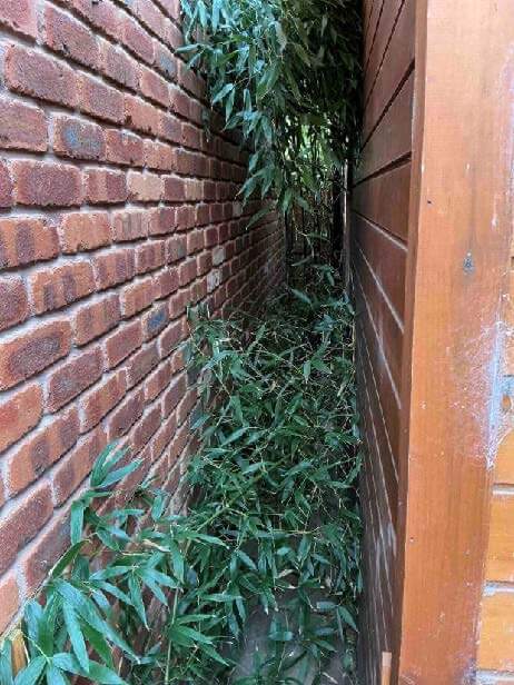 Bamboo Removal in Nantwich