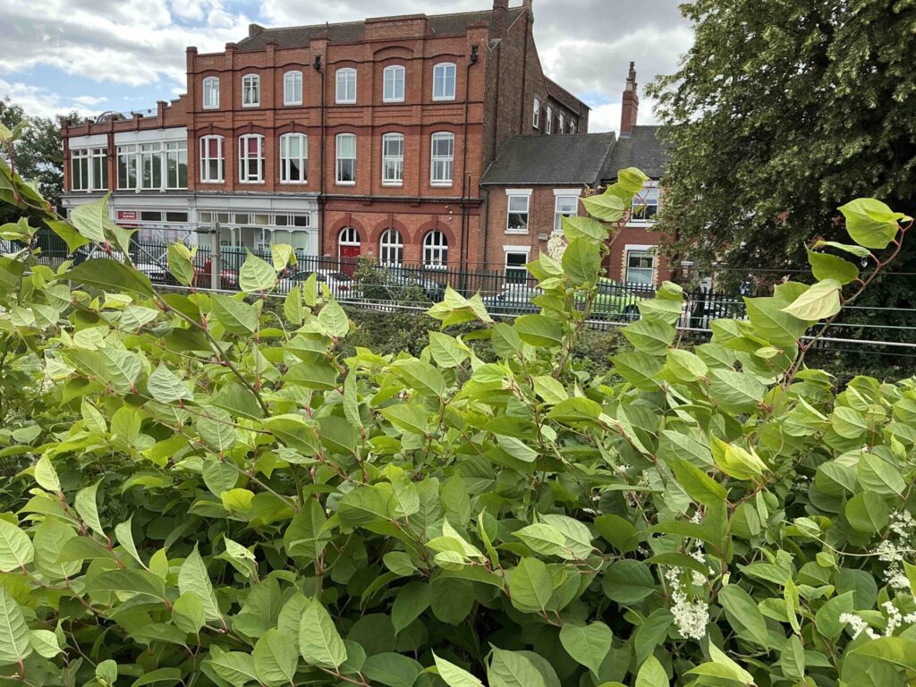JK Stone 1 - Japanese Knotweed Expert - Japanese Knotweed Removal and Eradication Knotweed Risks