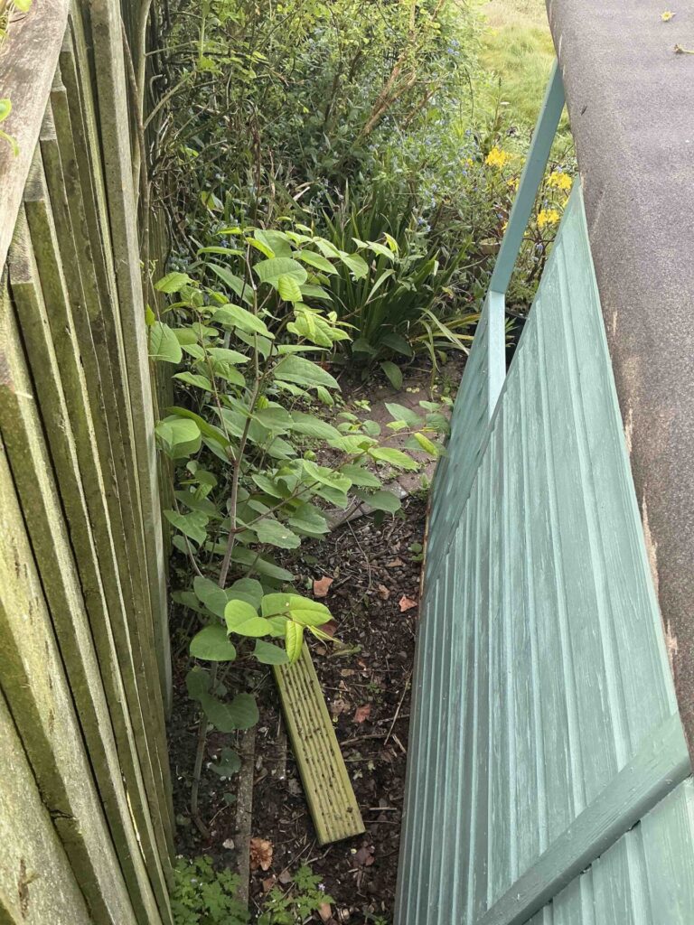 knotweed removal in Norwich