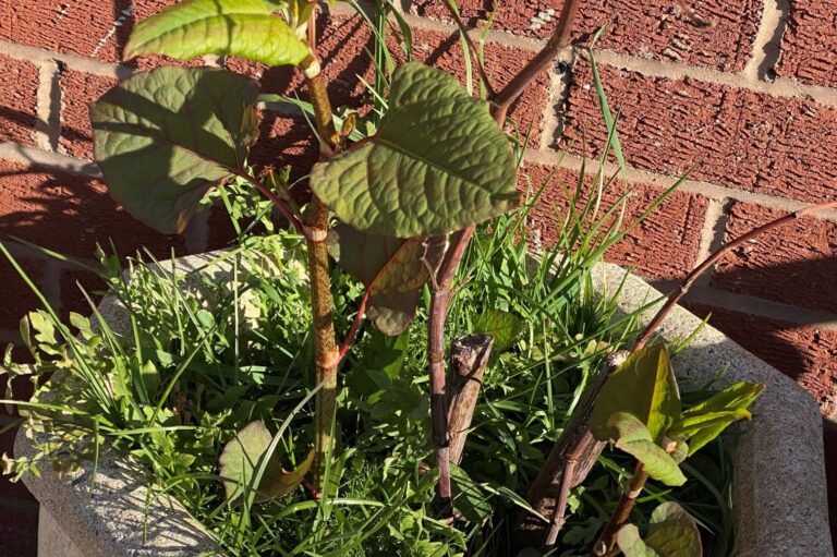 japanese knotweed in spring