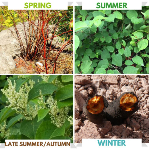 Spring japanese knotweed through the seasons