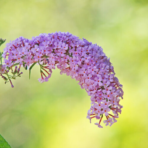 Buddleia is another invasive weed