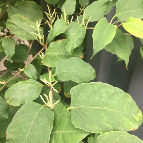Knotweed in Shifnal