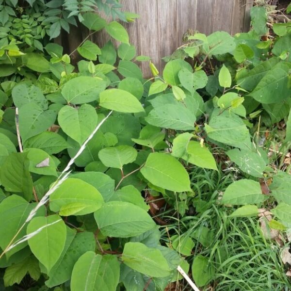 Japanese knotweed in Shropshire